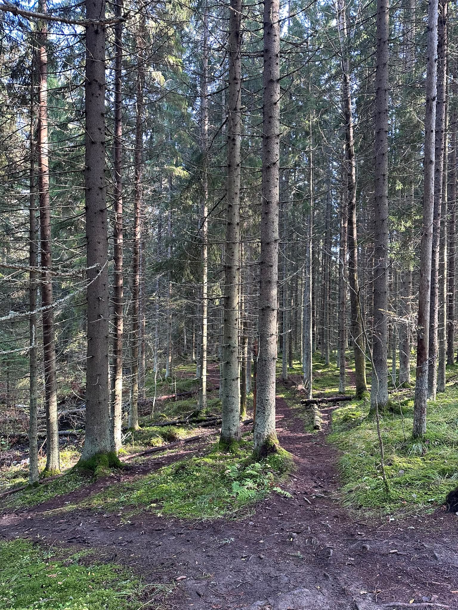Metsäpolku